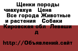 Щенки породы чиахуахуа › Цена ­ 12 000 - Все города Животные и растения » Собаки   . Кировская обл.,Леваши д.